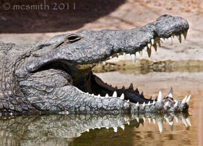 Nile Crocodile - (Crocodylus niloticus)