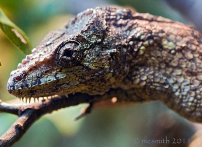 Cuban False Chameleon - (Chamaeleolis chamaeleonides) photo - Michael