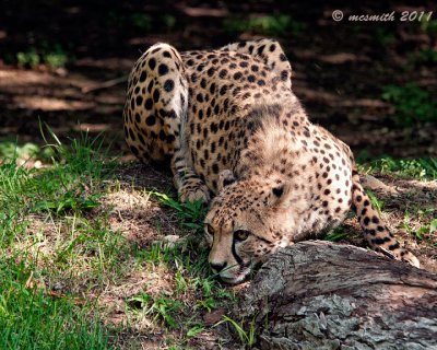 Stalking Cheetah