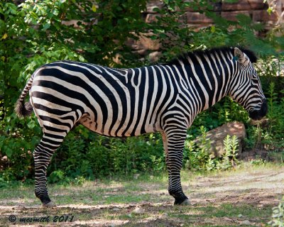 Grant's Zebra - (Equus quagga boehmi)
