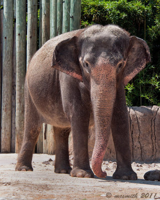Asian Elephant - (Elephas maximus)