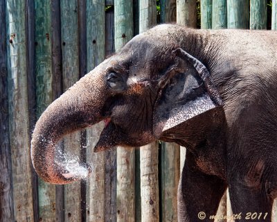 Asian Elephant - (Elephas maximus) 