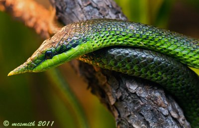 Vietnamese Leaf-nosed Snake - (Rhynchophis boulengeri)