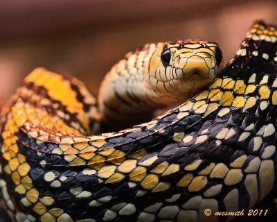 Mexican Tiger Rat Snake - (Spilotes pullatus mexicanus) 