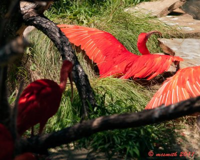 Scarlet Ibis (Eudocimus ruber)