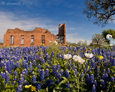 Texas Wildflowers 2012