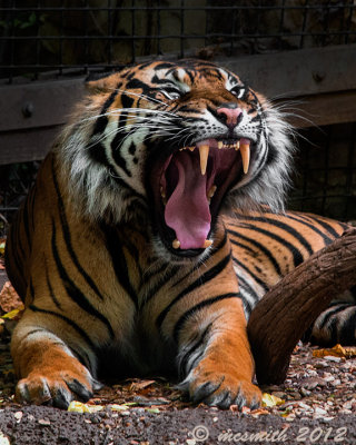  Yawning Tiger