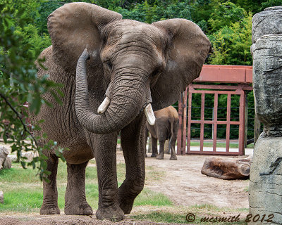 Elephant Dance