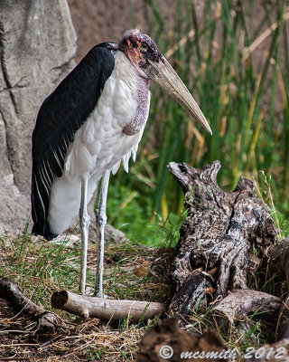 Marabou Stork - (Leptoptilos crumeniferus)