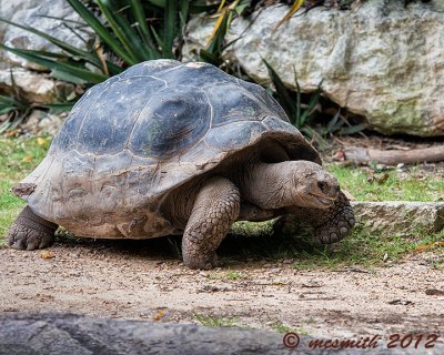 Galpagos Tortoise - (Chelonoidis nigra) 