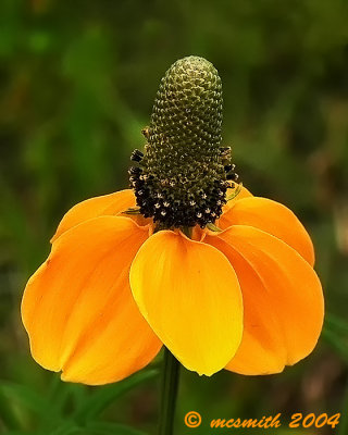 Yellow Mexican Hat