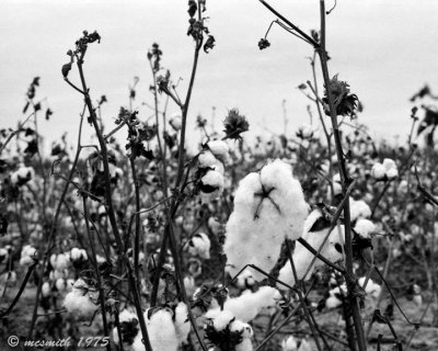 Lone Star Cotton