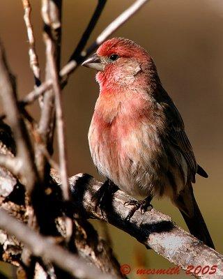  House Finch - (Carpodacus mexicanus)