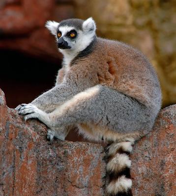 Ring-tailed lemur (Lemur catta)