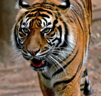 Sumatran Tiger - (Panthera tigris sumatrae)