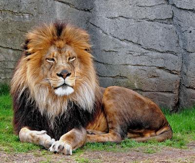 Lion - (Panthera leo)