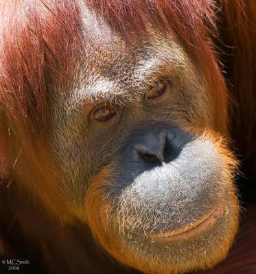 Orangutan - (Pongo abelii)