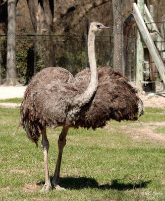 Ostrich - (Struthio camelus)
