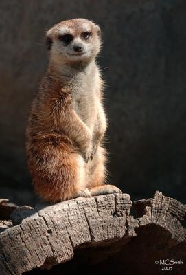 Meerkat - (Suricata suricatta)