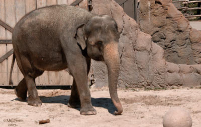 Asian Elephant - (Elephas maximus)