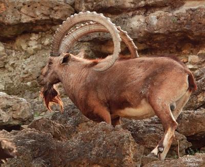 Ibex  - (Capra ibex nubiana)