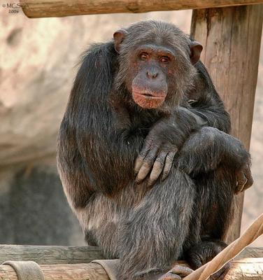 Chimpanzee - (Pan troglodytes)