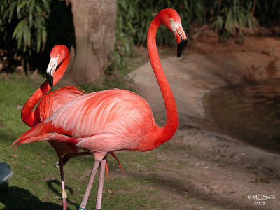 American Flamingo - (Phoeniconais ruber ruber)