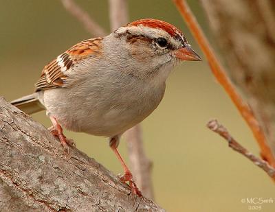 Field Sparrow - (Spizella pusilla)