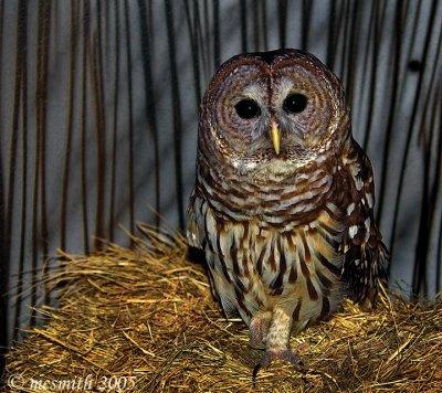 Barred Owl  - (Strix varia)