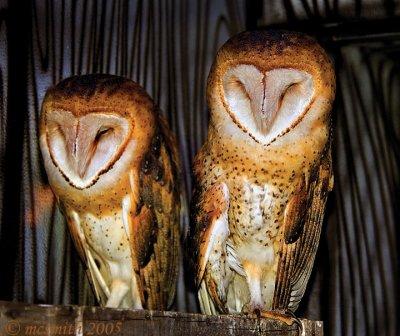 Barn Owls - (Tyto alba)