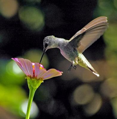 Ruby-Throated Hummingbird - female