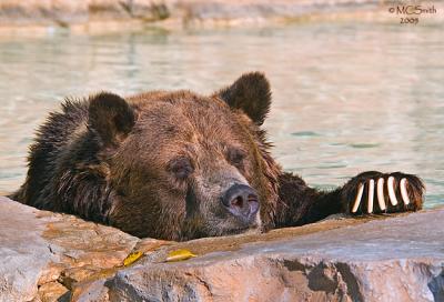 Grizzly Bear - (Ursus arctos horribilis)