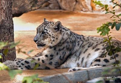 Snow Leopard - (Uncia uncia)