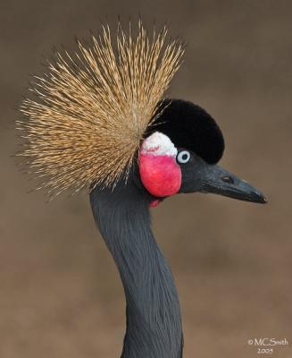 West African Crowned Crane -  (Balearica pavonina pavonina)