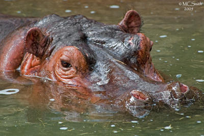 Hippopotamus - (Hippopotamus amphibius)