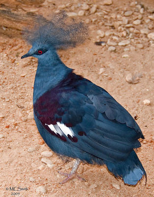 Blue-Crowned Pigeon - (Goura cristata)