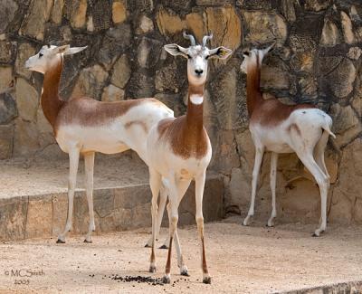 Gathering of Gazelles