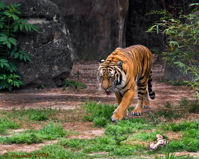 Indochinese Tiger - (Panthera tigris corbetti)