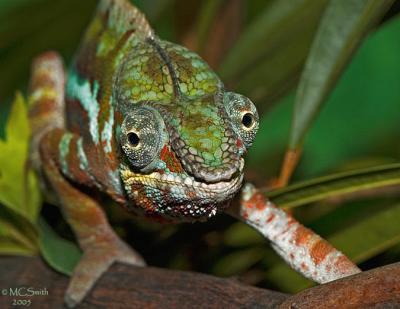 Panther Chameleon (Furcifer pardalis)