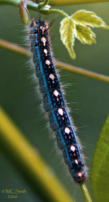 Forest Tent Caterpillar - (Malacosoma disstria Hubner)