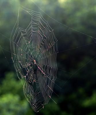 Web