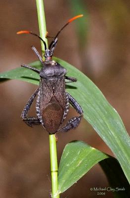 Leaf-footed bug, Leptoglossus sp.