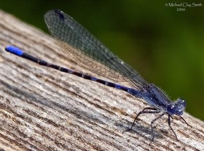 Damsel Fly - (Argia sp)