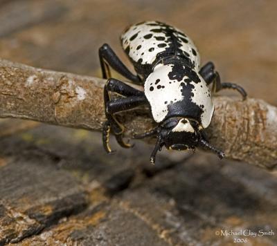 Ironclad beetle - (Sopherus haldemani nodulosus)