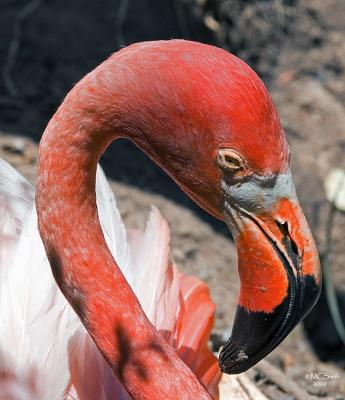 American Flamingo - (Phoeniconais ruber ruber)