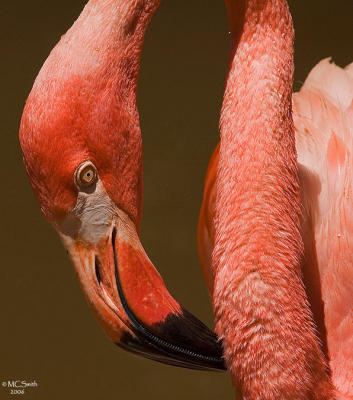 American Flamingo - (Phoeniconais ruber ruber)