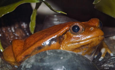 Madagascan Tomato Frog - (Discophus entongilli)