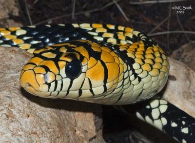  Mexican Tiger Rat Snake - (Spilotes pullatus mexicanus)