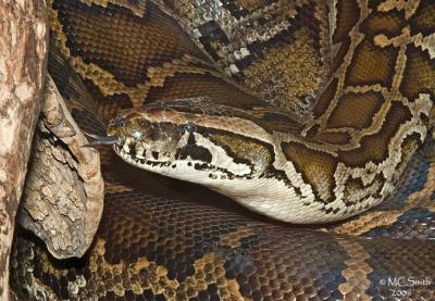 Burmese Python - (Python molurus bivittatus)