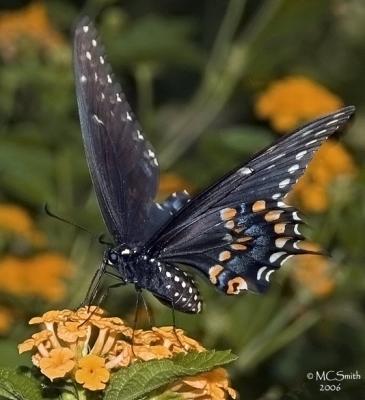 Spicebush Swallowtail - (Papilio troilus)